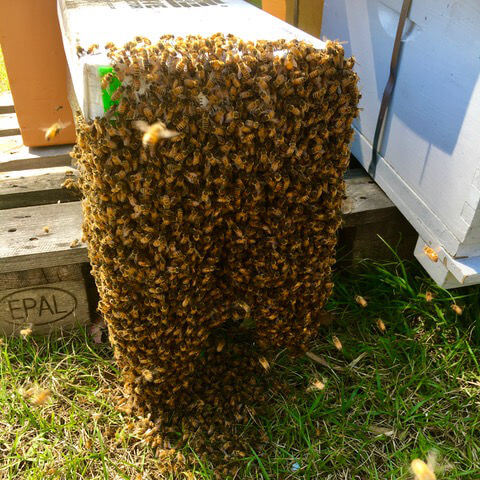 Beekeeping - HoneyBee Hives