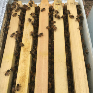 nucleus hive: 5 frames of bees + queen