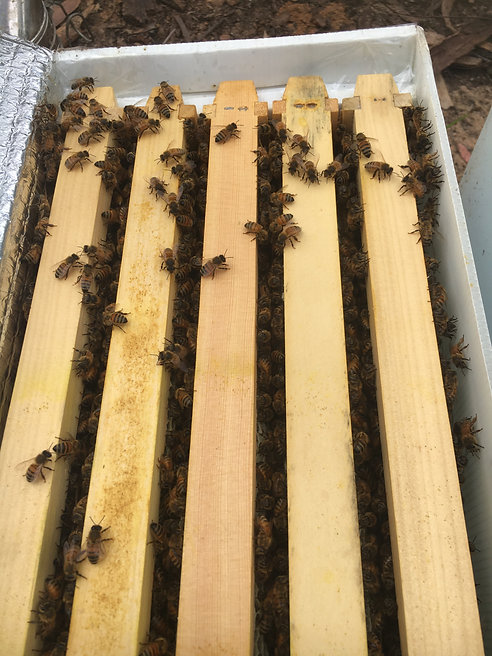 nucleus hive: 5 frames of bees + queen
