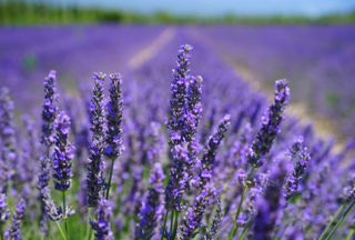 purple field of lavneder