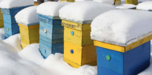 Wintering bees