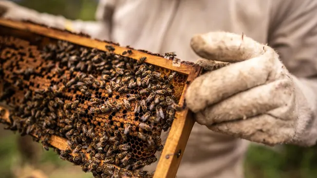 How to Start a Beehive: Essential Tips for Aspiring Beekeepers